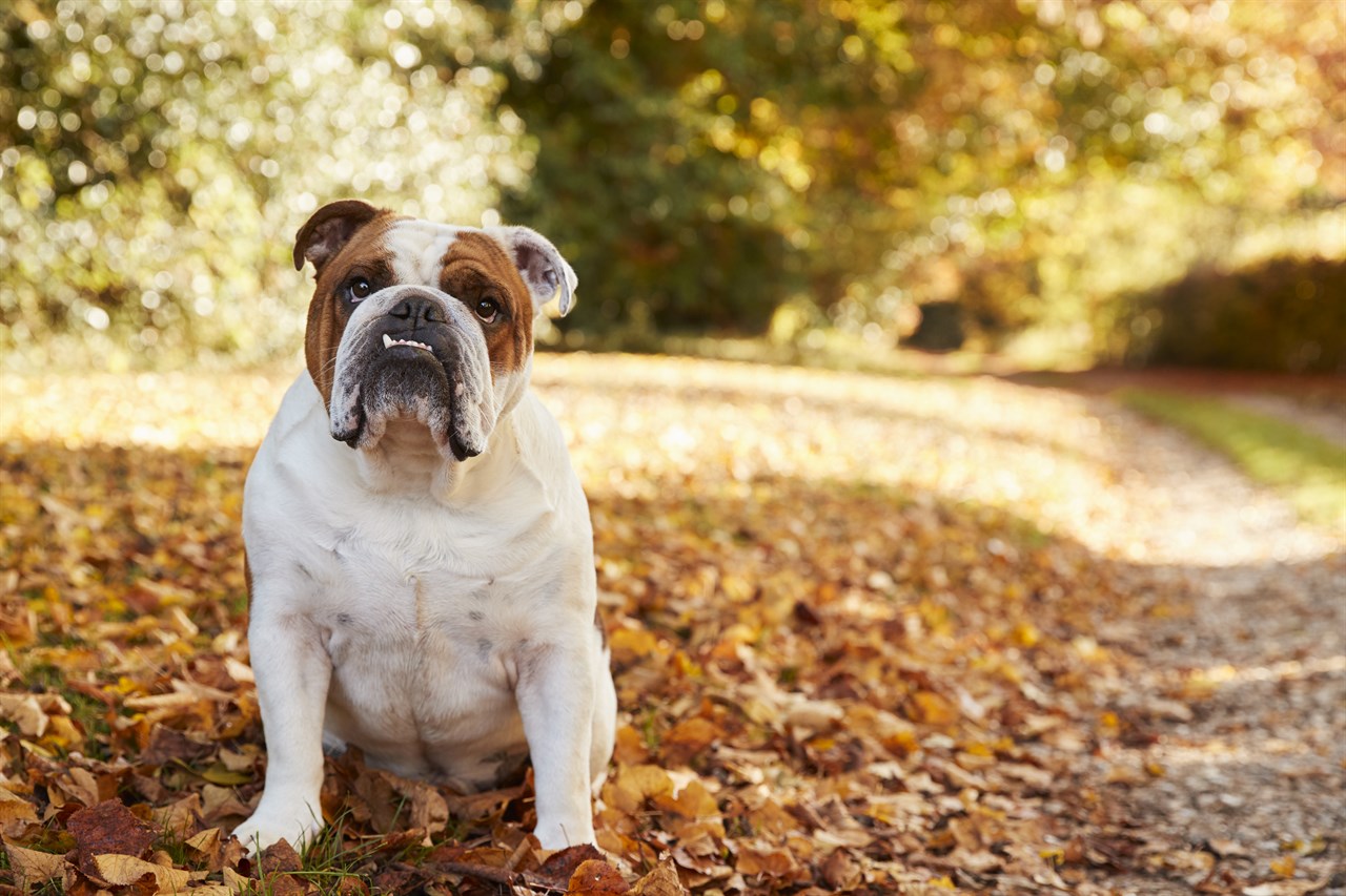 British Bulldog enjoying sunny day during autumn