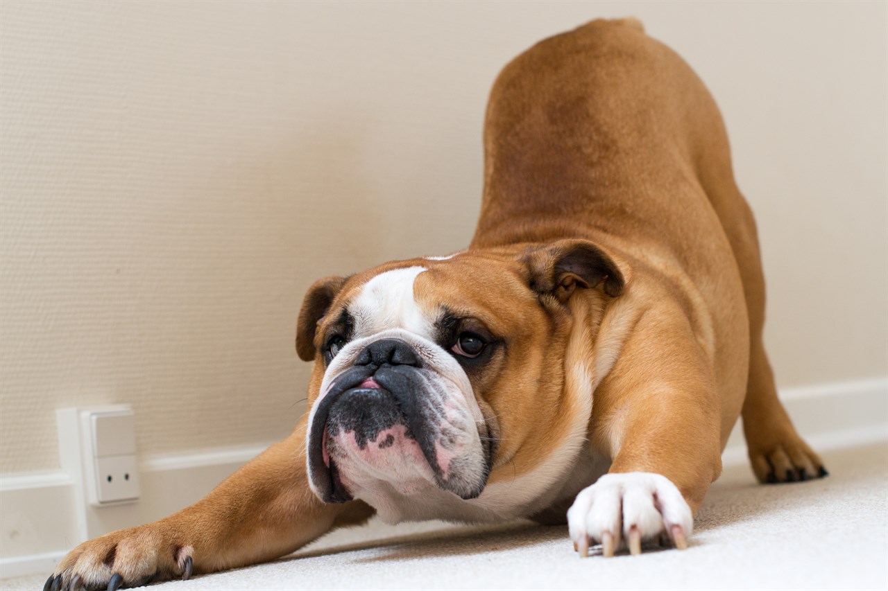 British Bulldog doing stretches indoor