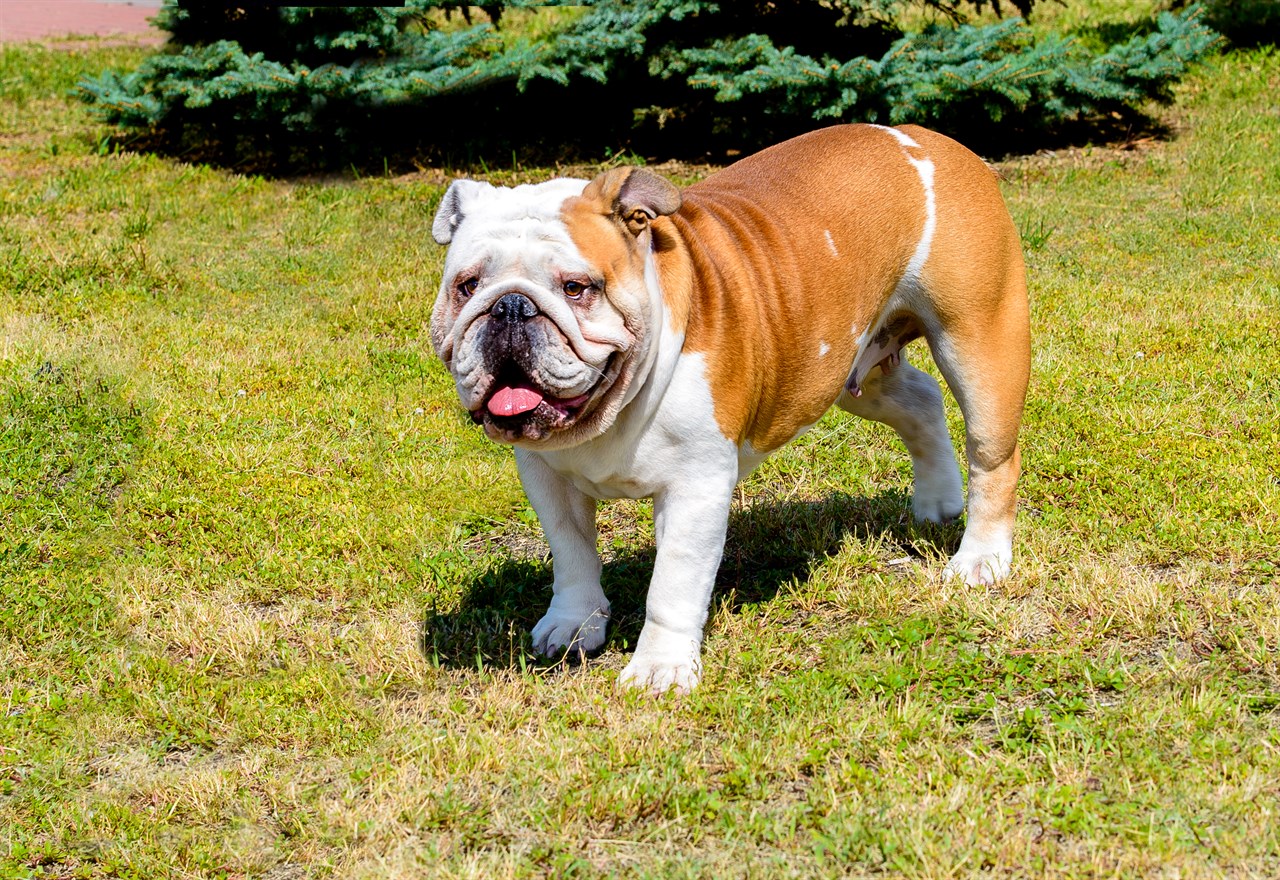 Happy British Bulldog smiling towards camera on sunny day outdoor