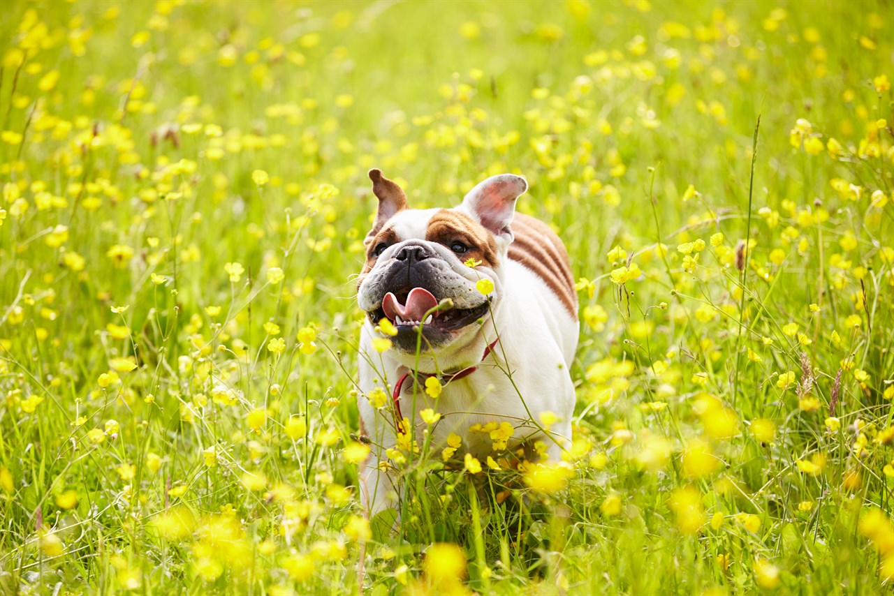 Overjoyed British Bulldog running in flower field