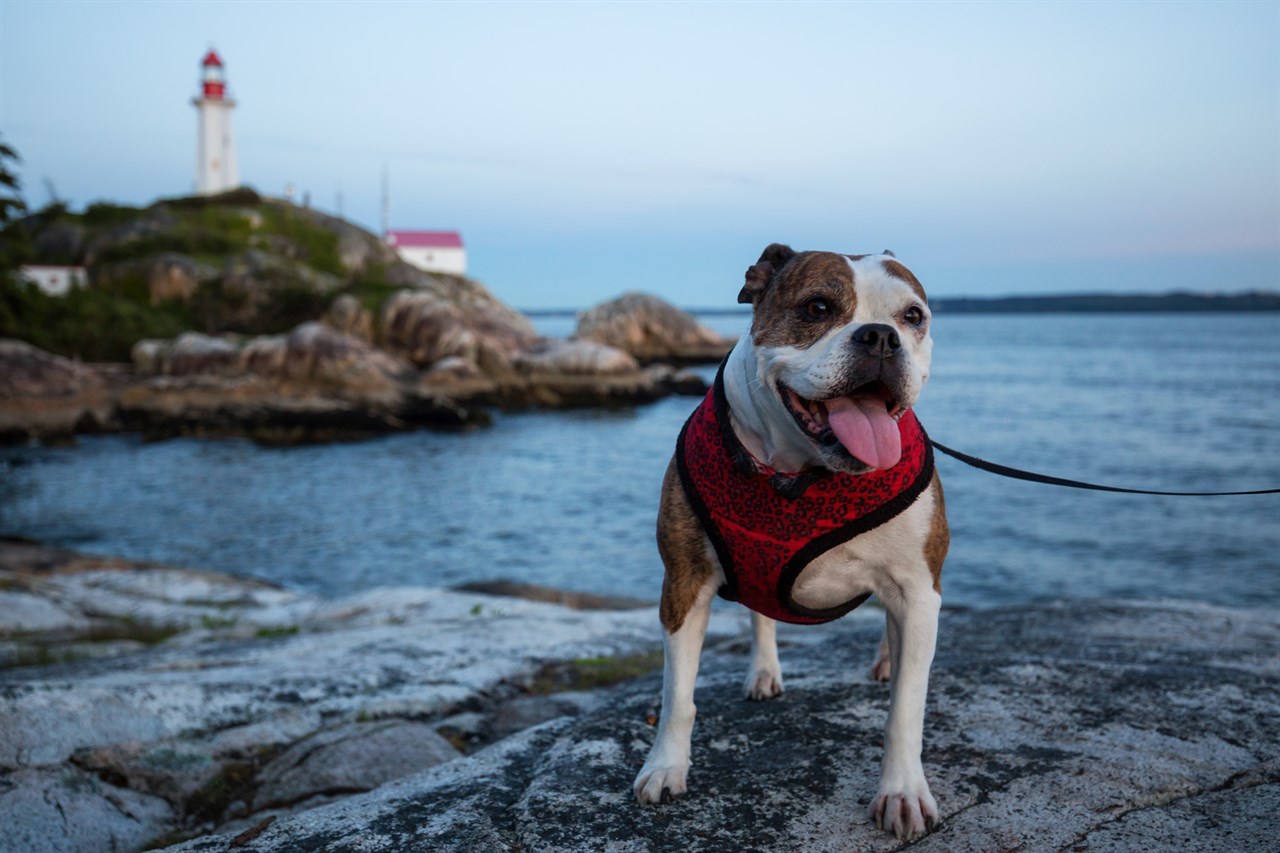 British Bulldog walking on big boulder near lighthouse