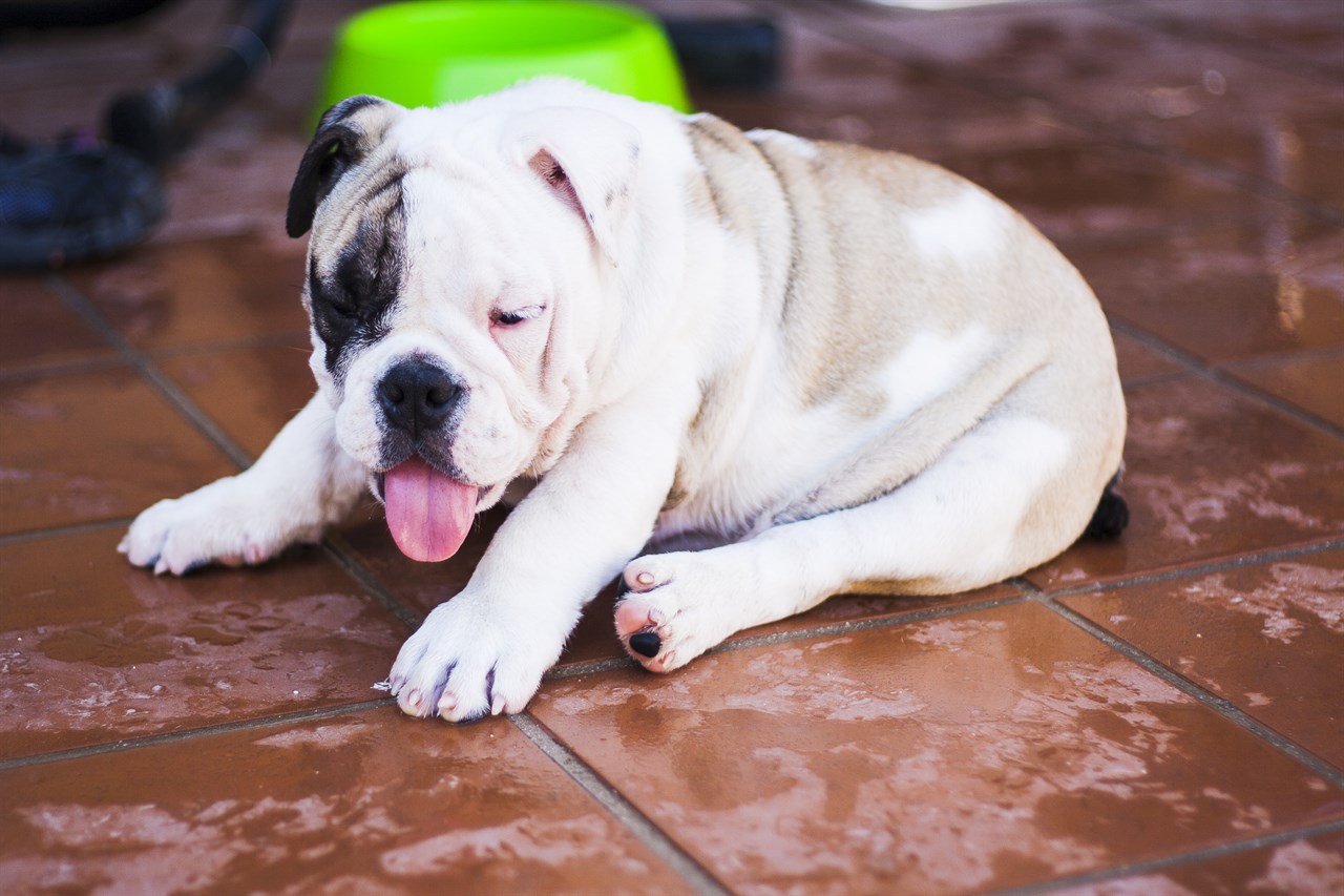 British Bulldog Puppy playing on wet floor