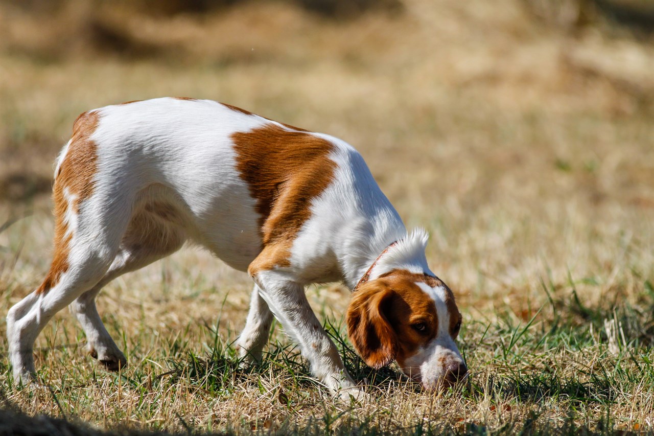 Brittany Dog sniffing on half dried field