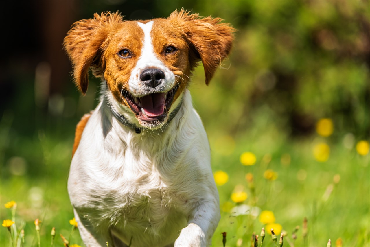 Happy Brittany Dog  jumping on flower field