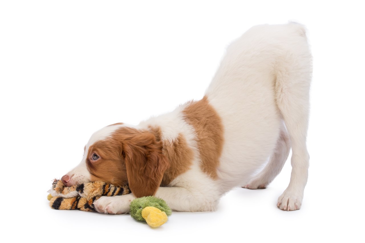 Brittany playing with chew toy with white background