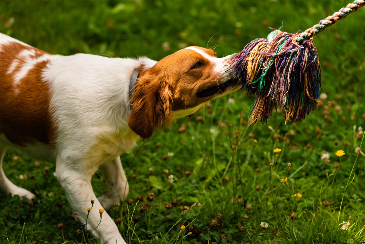 Brittany playing tug of war with owner