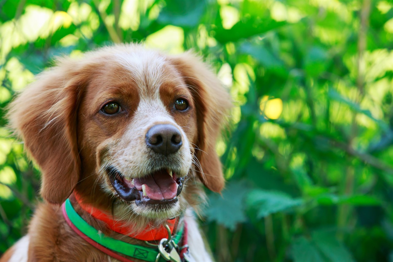 Close up shot of Brittany wearing dog collar