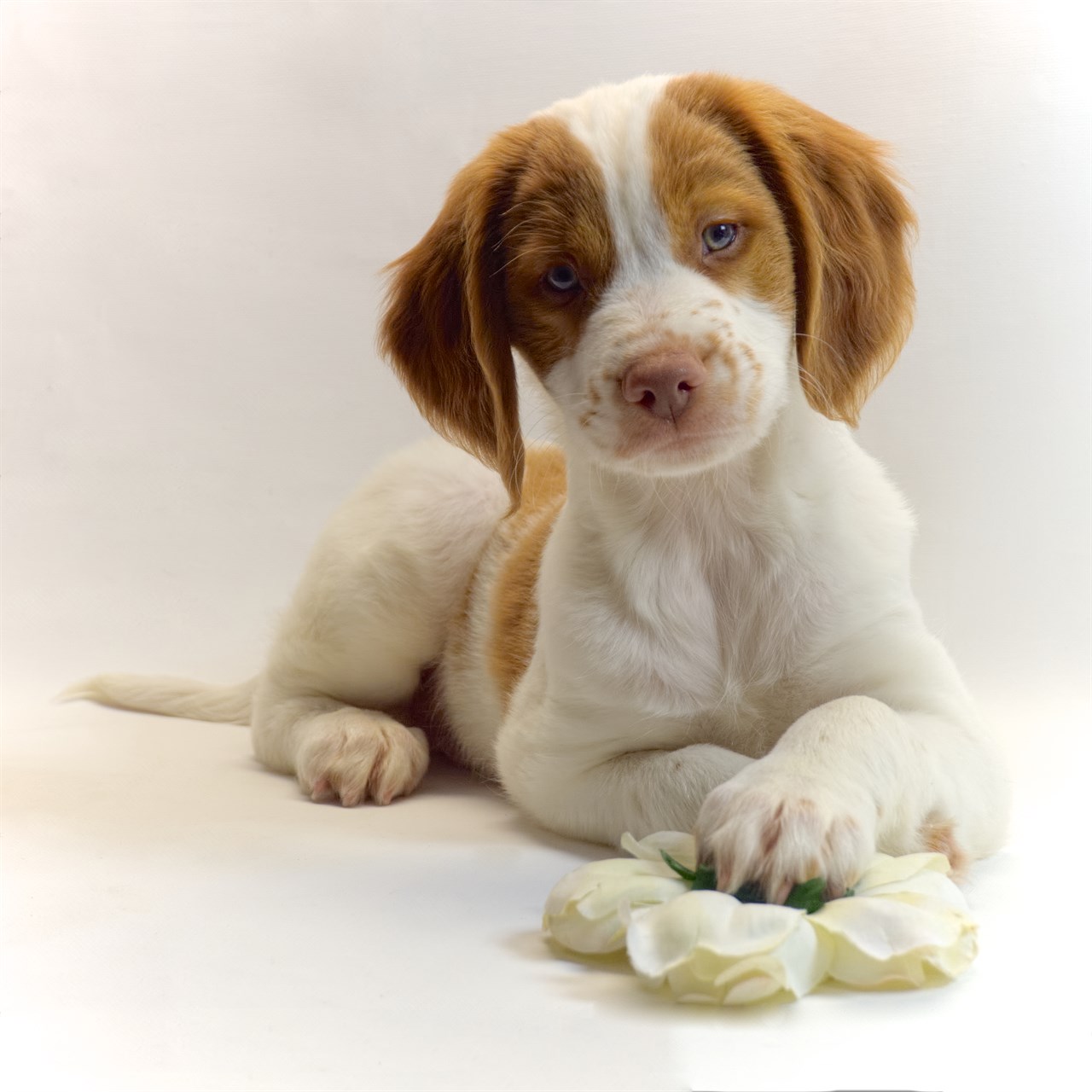 Aesthetic shot of Brittany Puppy with paw on white flower