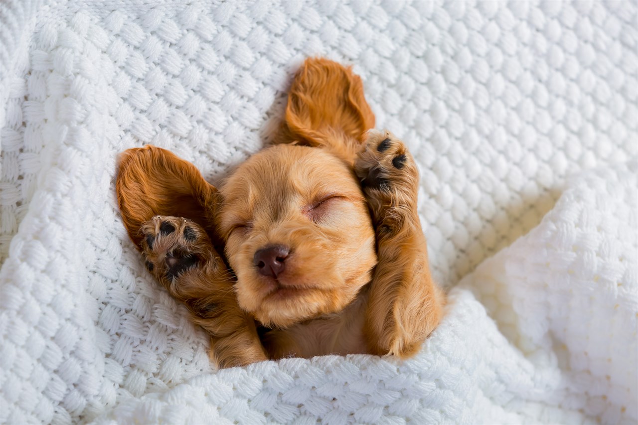 Adorable Brittany Puppy sleeping tuck in white blanket