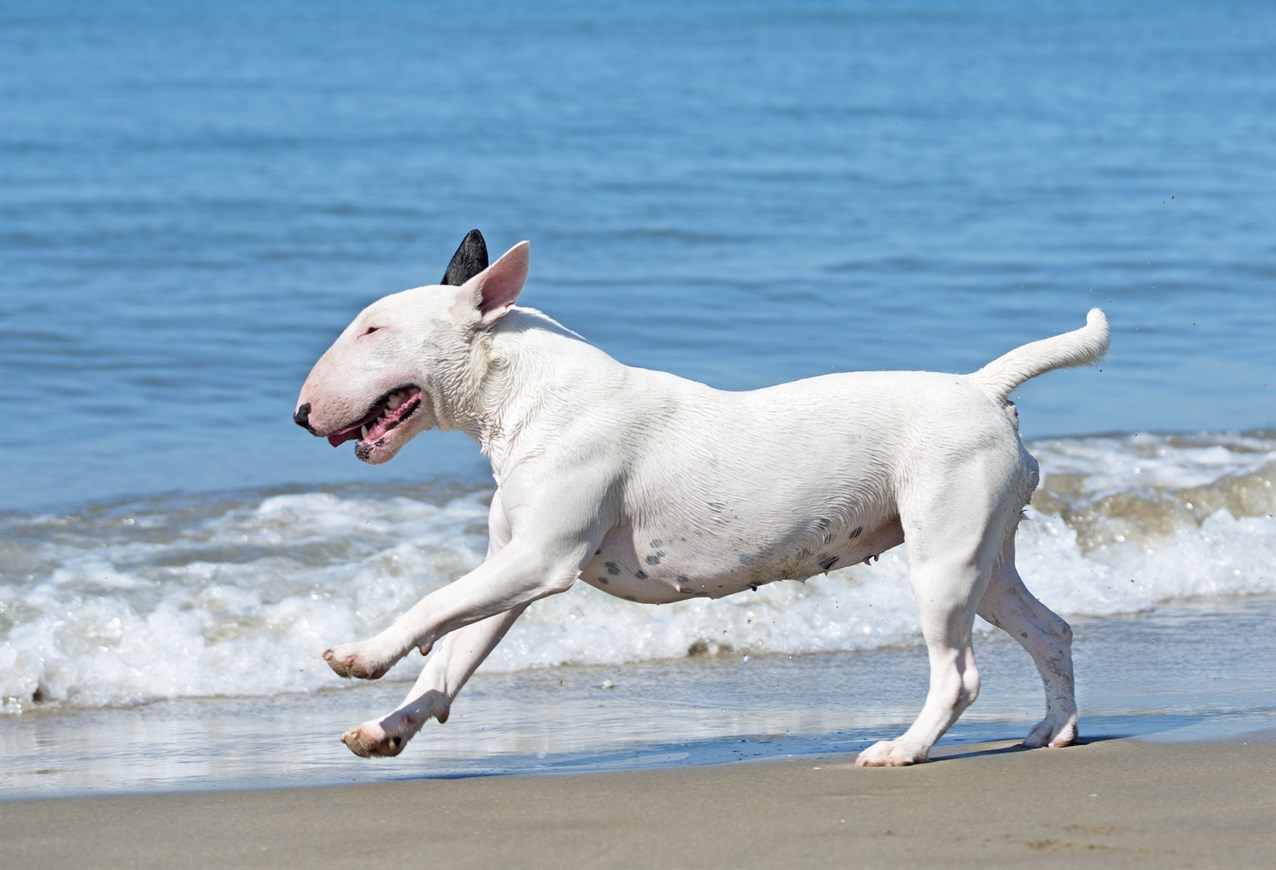 Bull Terrier happily running on the beach