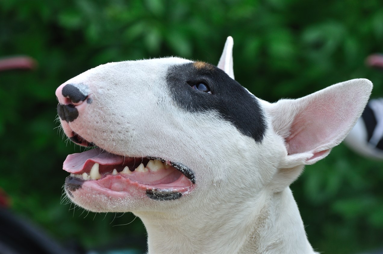 Closed up Bull Terrier smiling face