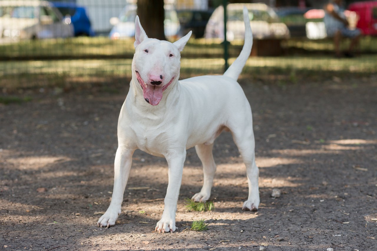 Bull Terrier Dog looking at camera smiling at the park