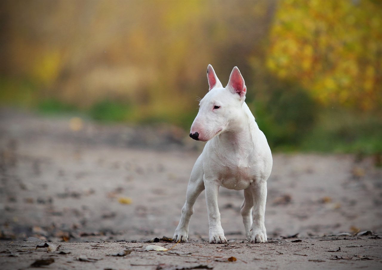 Bull Terrier walking outdoor during autumn season