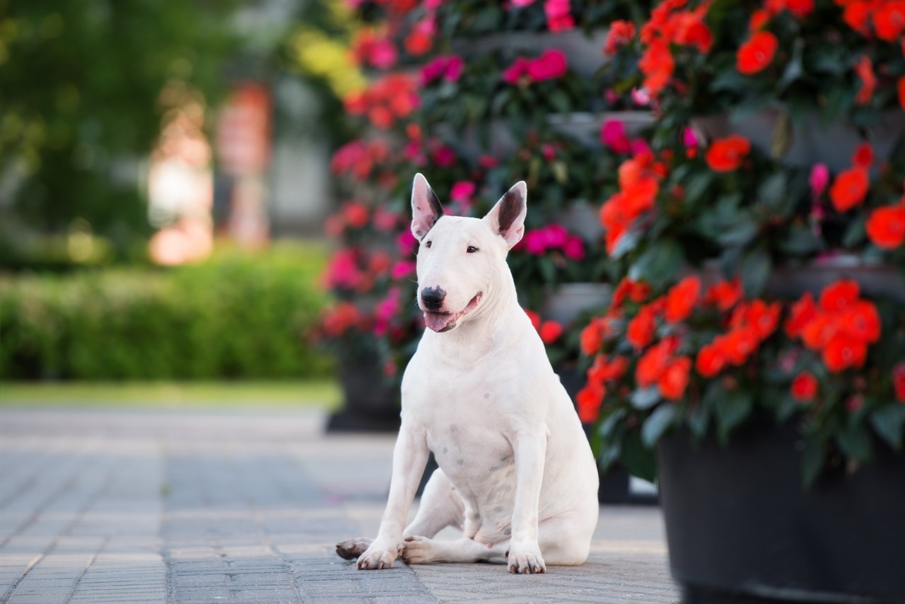 Happy Bull Terrier sitting near big flower vase