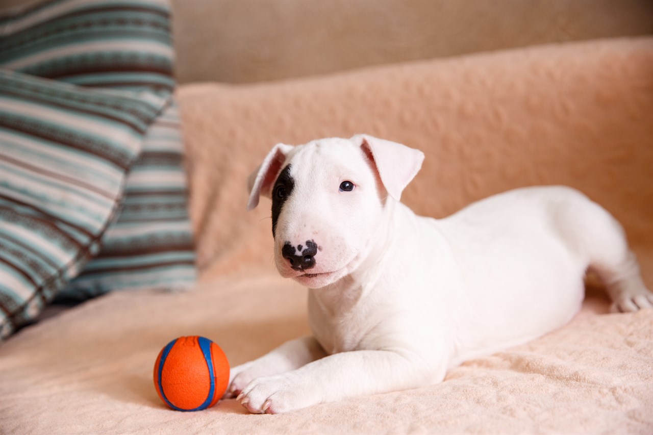 Cute Bull Terrier Puppy playing with orange ball on the couch