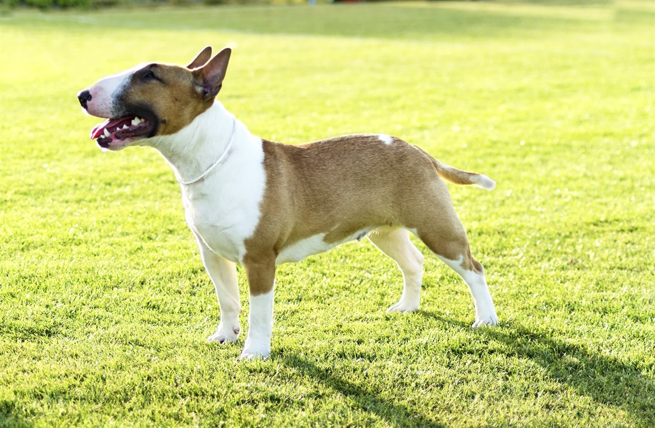 Side view of Bull Terrier Miniature Dog standing on green grass