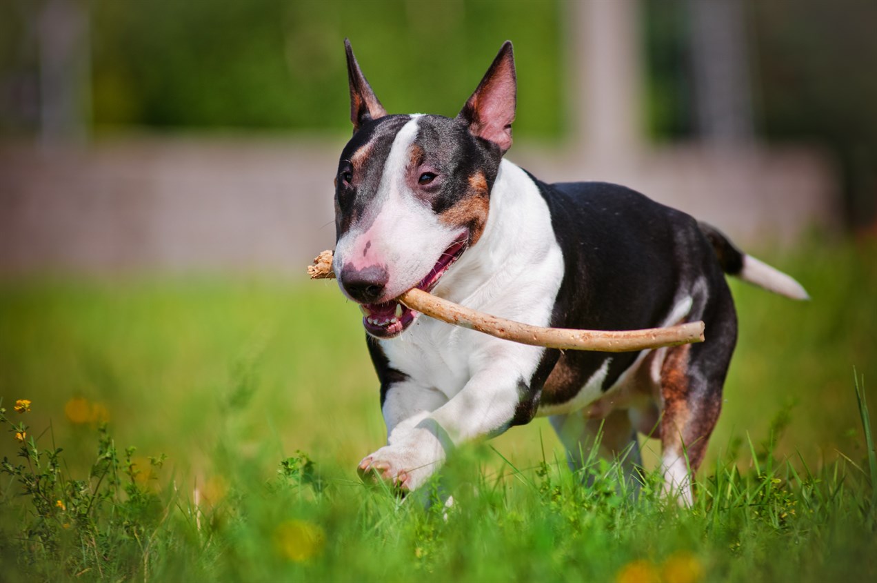 Bull Terrier Miniature running with stick outdoor