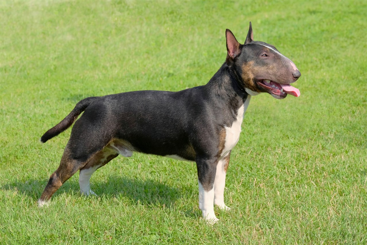 Black and white Bull Terrier Miniature standing on grass enjoying outdoor