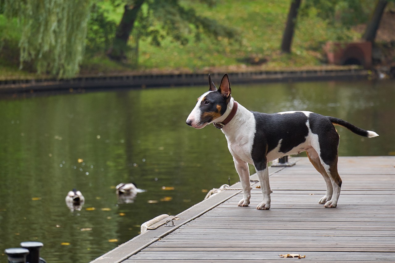 Bull Terrier Miniature standing on wooden desk near lake