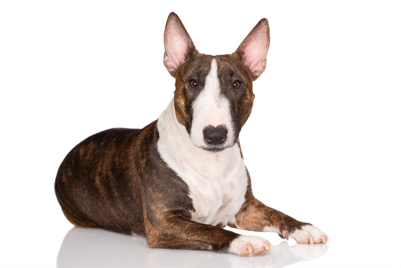 Closed up view of Bull Terrier Miniature sitting