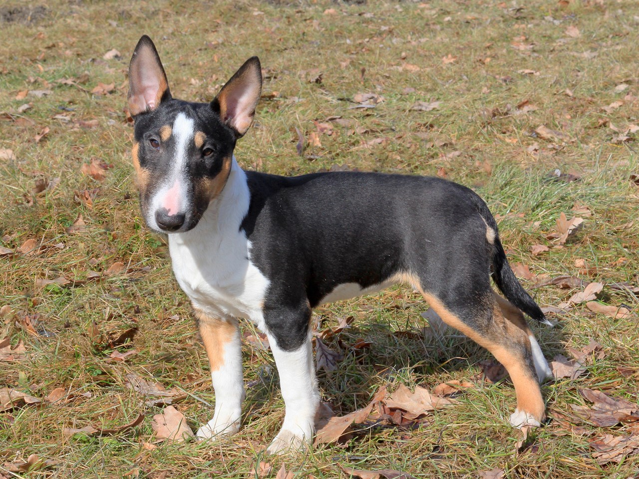 Bull Terrier Miniature Puppy standing on grass with dried leaves