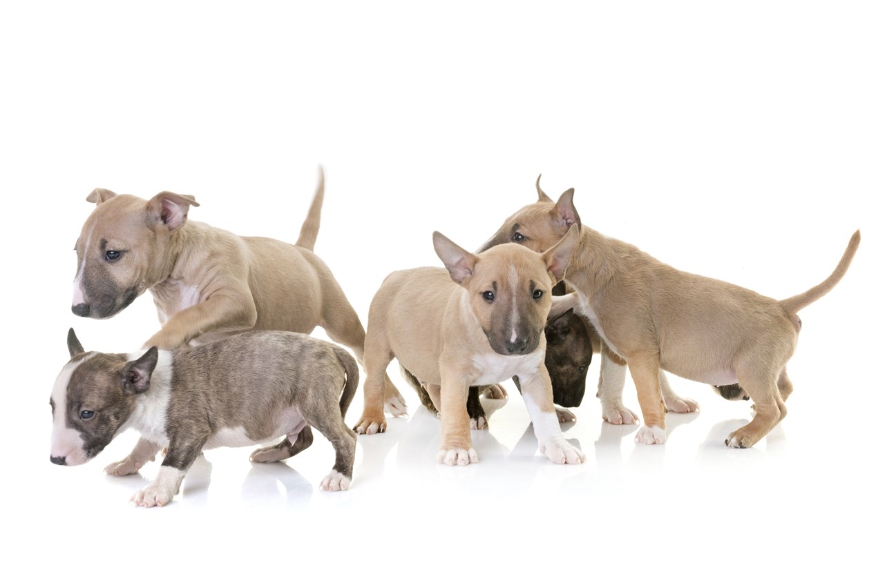 Litter Bull Terrier Miniature Puppy playing with each other