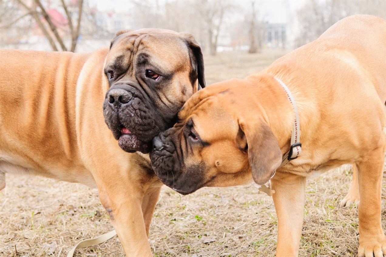 Two Bullmastiff Dog being affectionate with each other