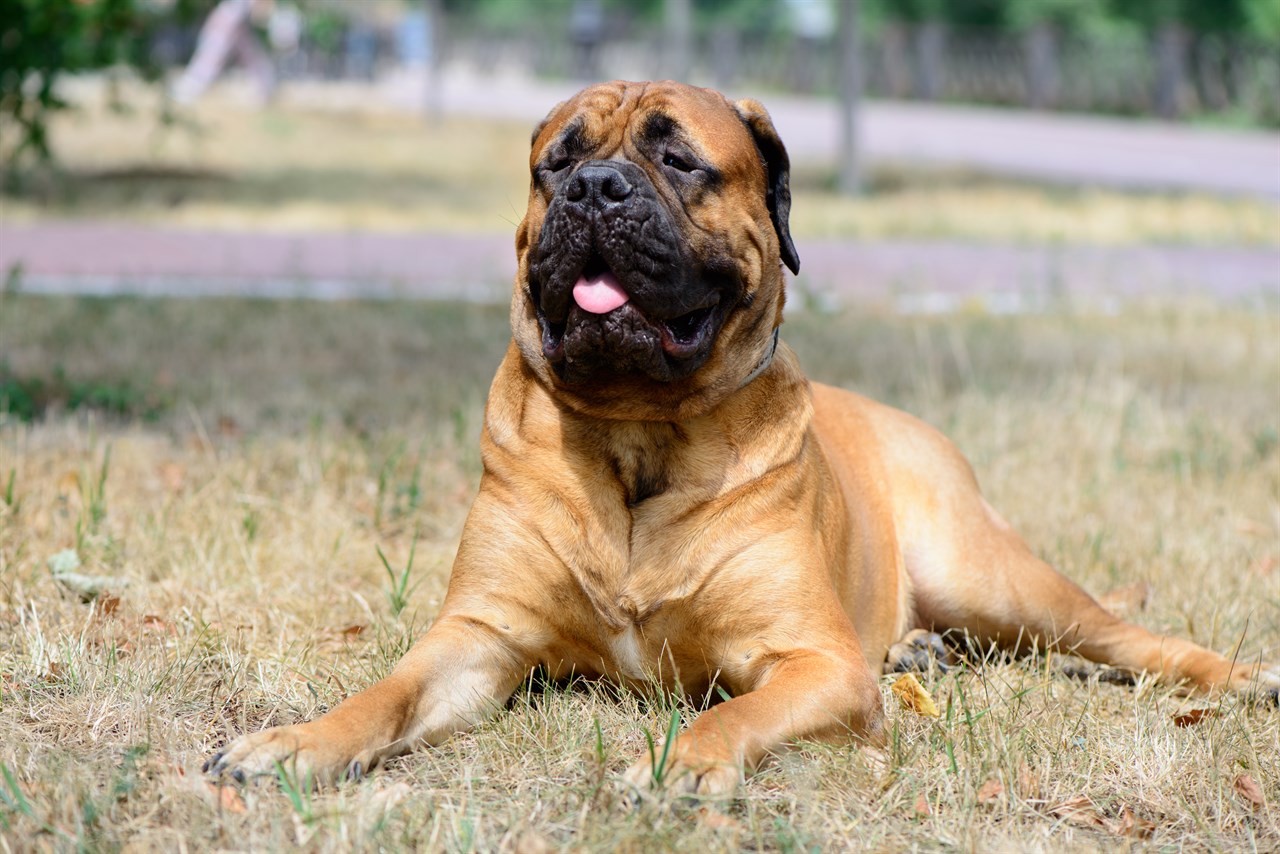 Bullmastiff Dog laying on grass enjoying sunny day