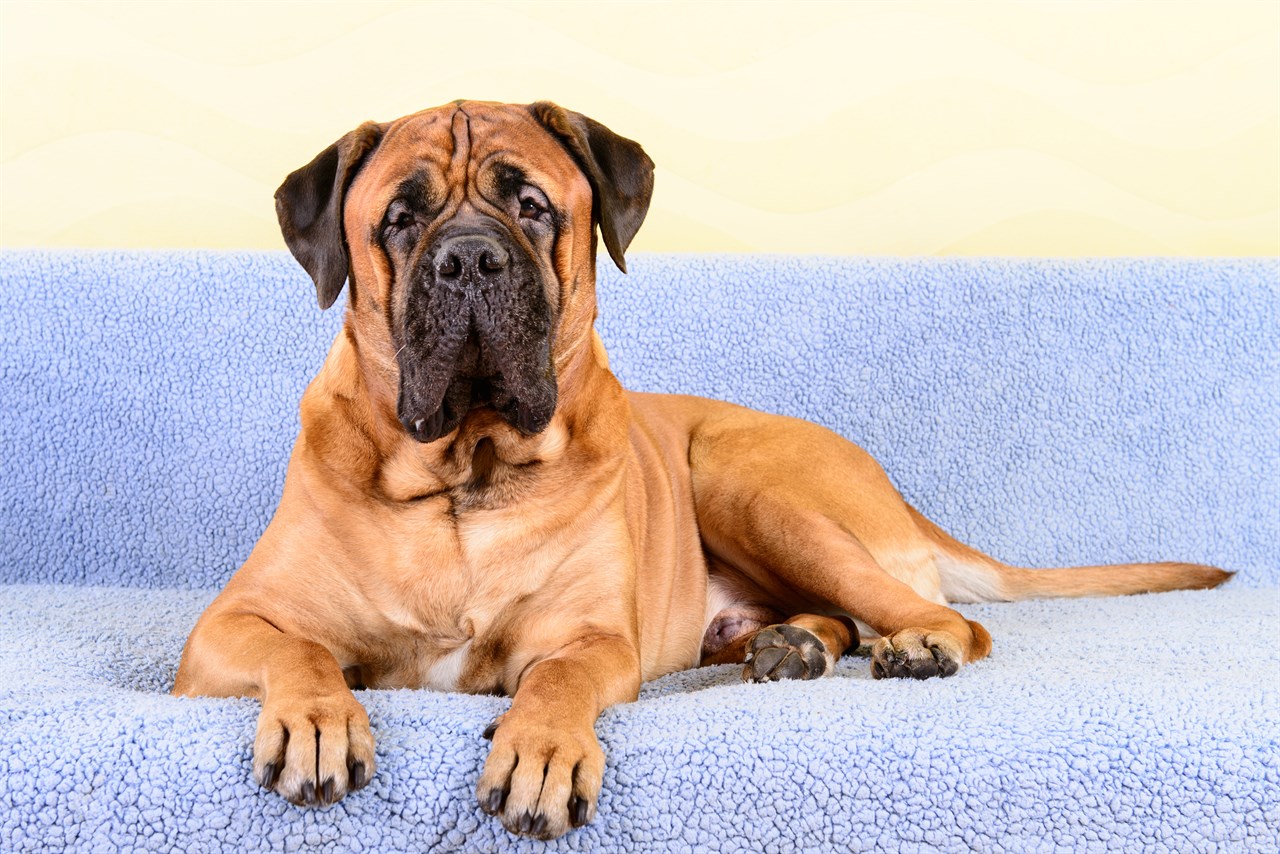 Cute Bullmastiff Dog sitting on blue couch