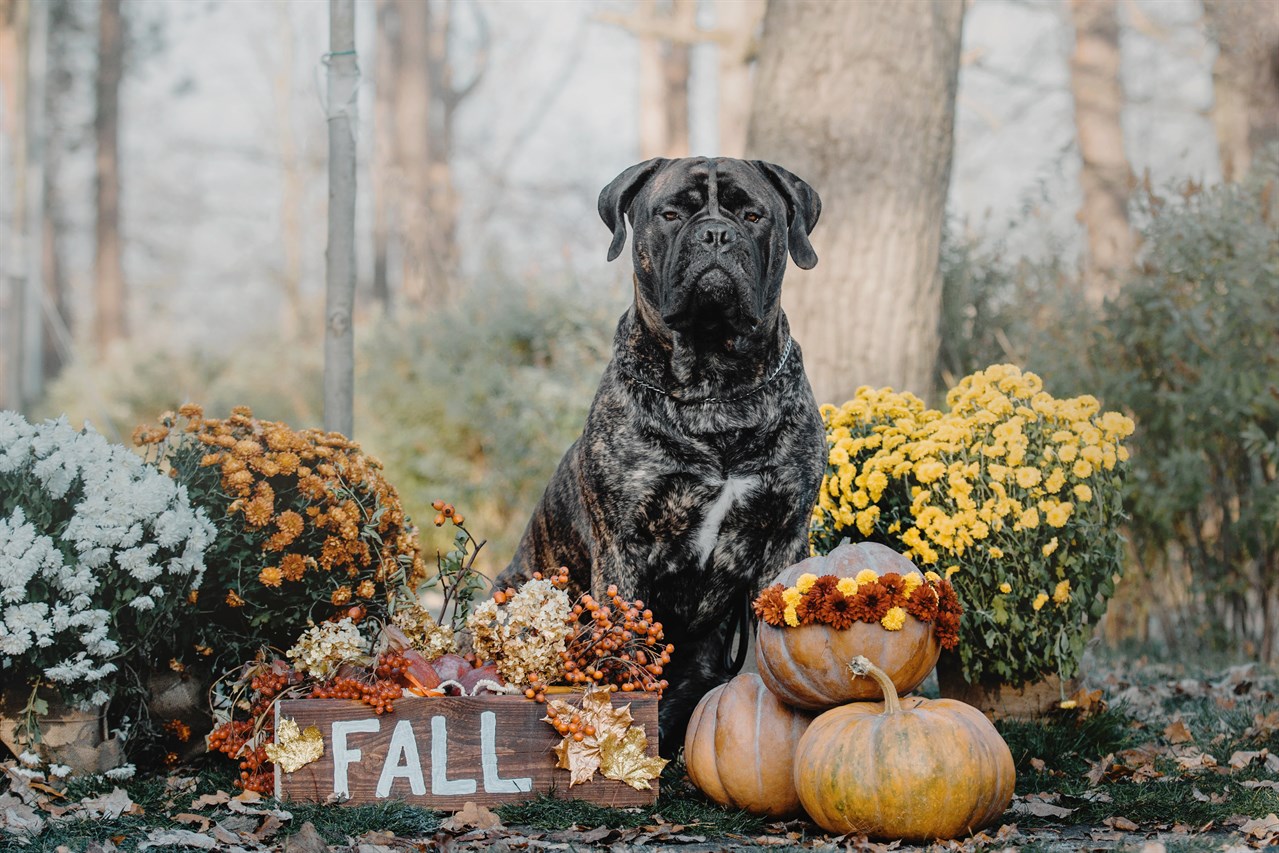 Majestic Bullmastiff posing for autumn theme shoot