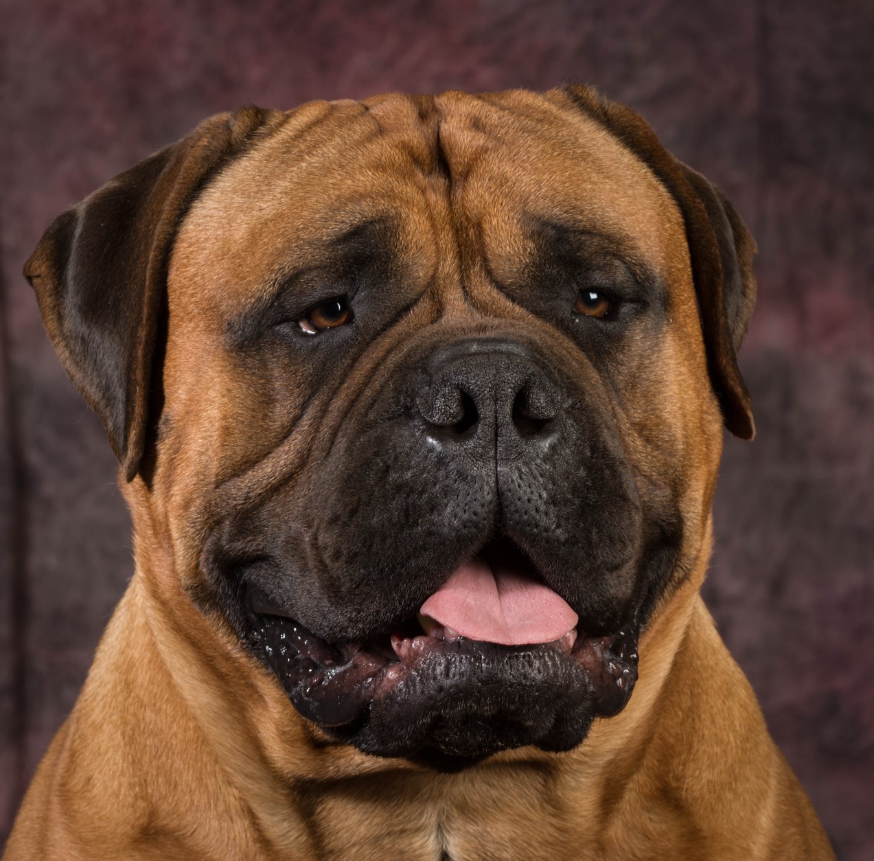 Close up view of Bullmastiff Dog face