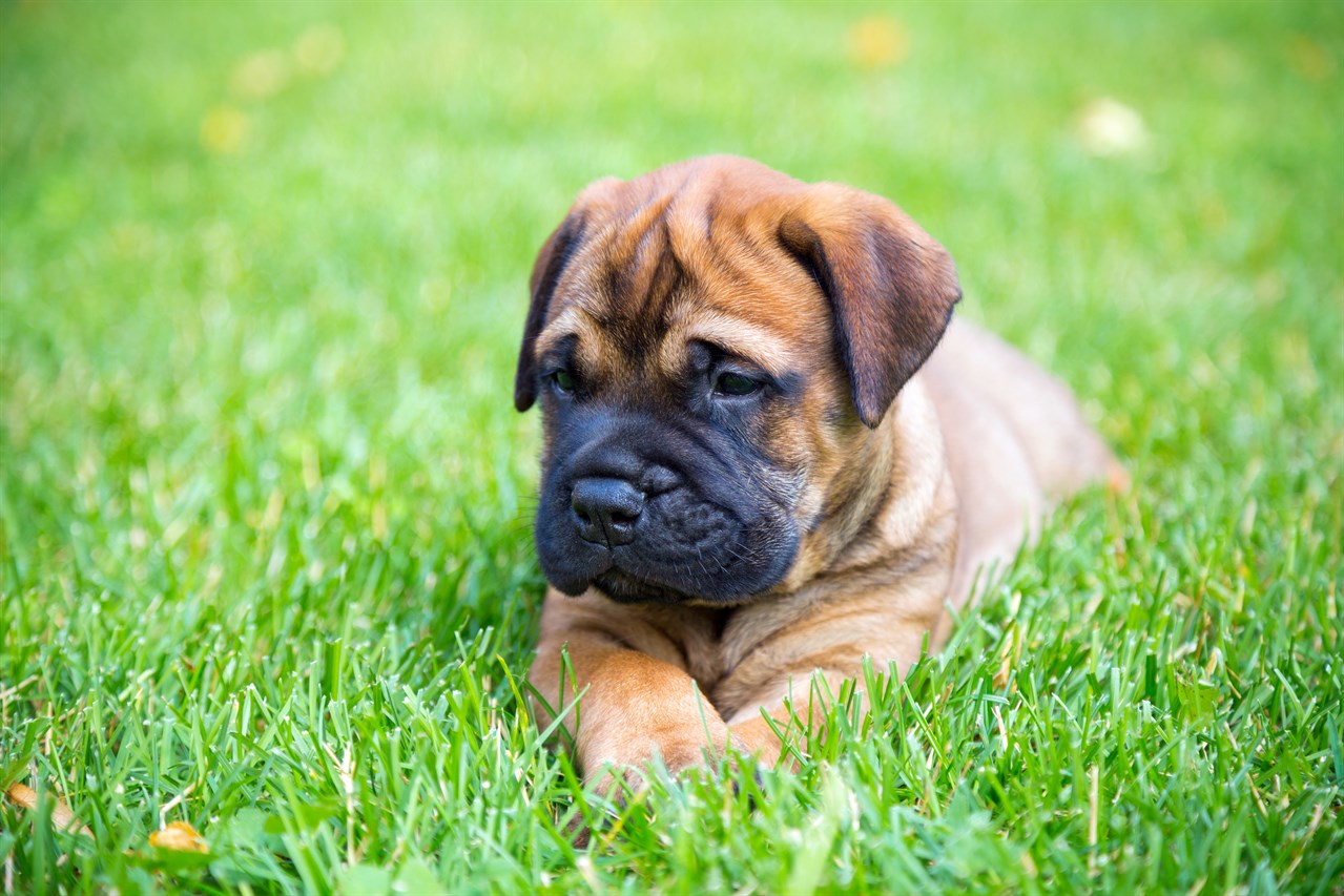 Bullmastiff Puppy laying on green grass