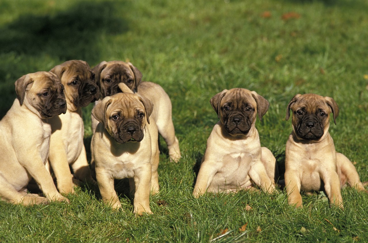 Liiter of Bullmastiff Puppy laying around green field