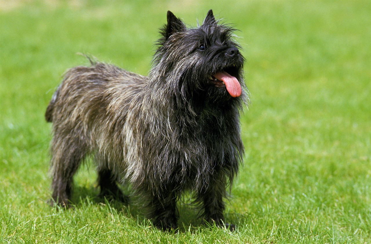 Cairn Terrier Dog happily standing on green grass