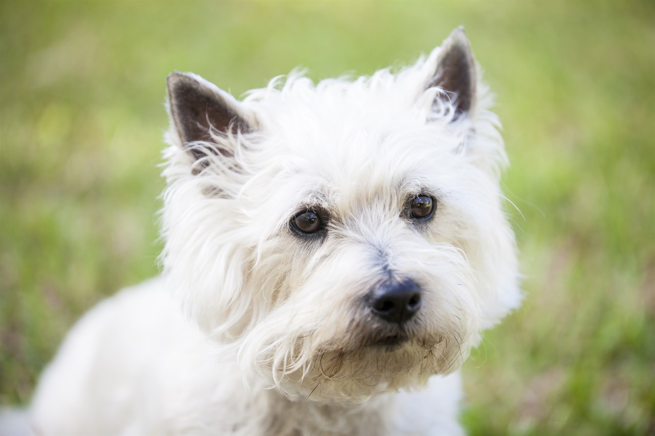 Closed up  view of white Cairn Terrier Dog