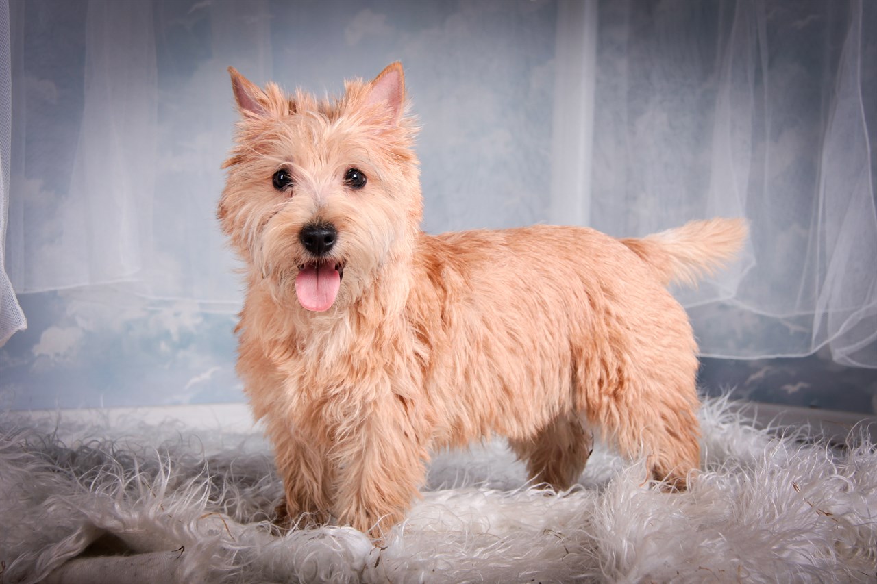 Beige Cairn Terrier Dog posing in studio looking at camera