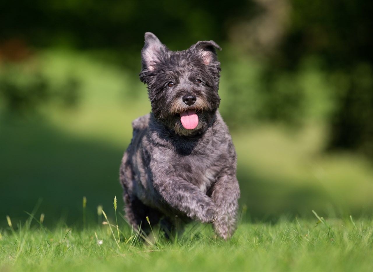 Black Cairn Terrier Dog running towards camera