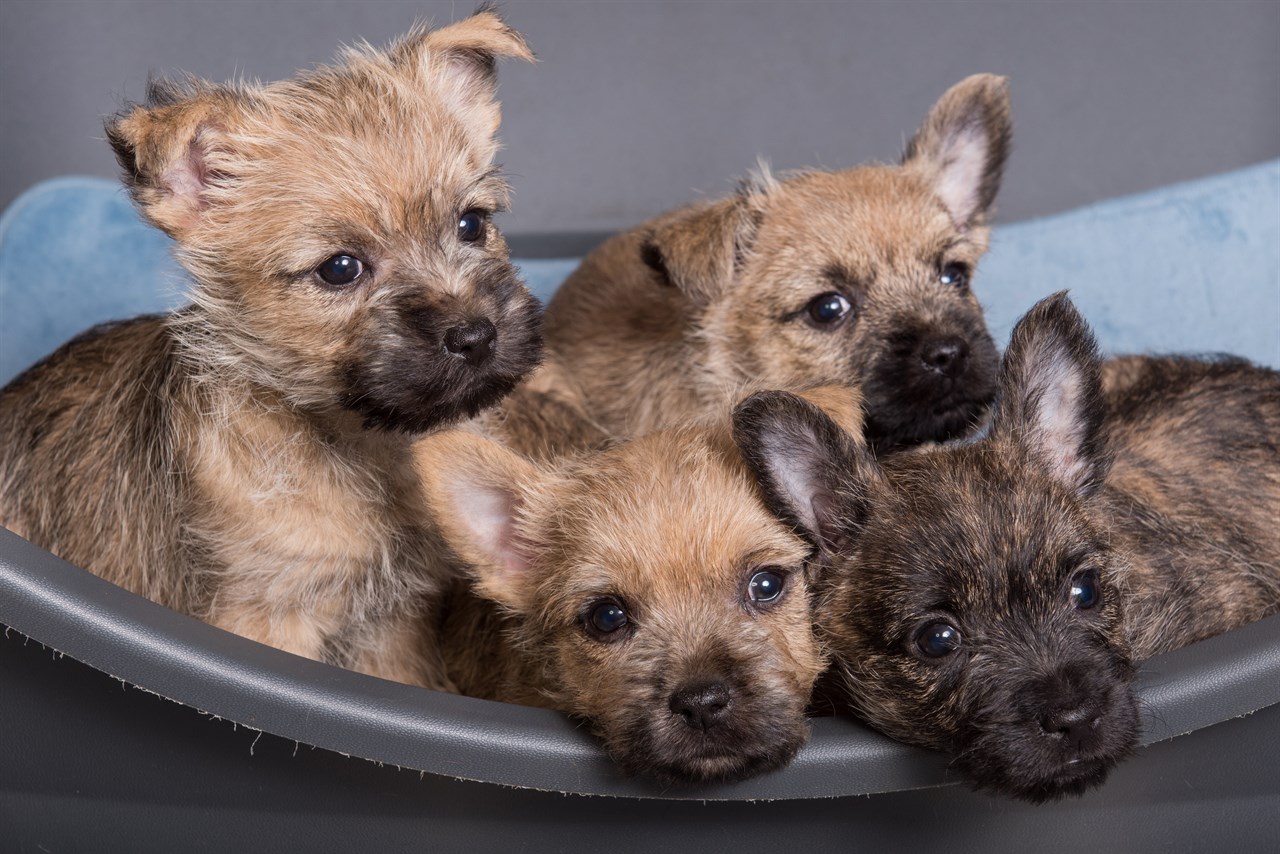 Litter of Cairn Terrier Puppy sitting in basket