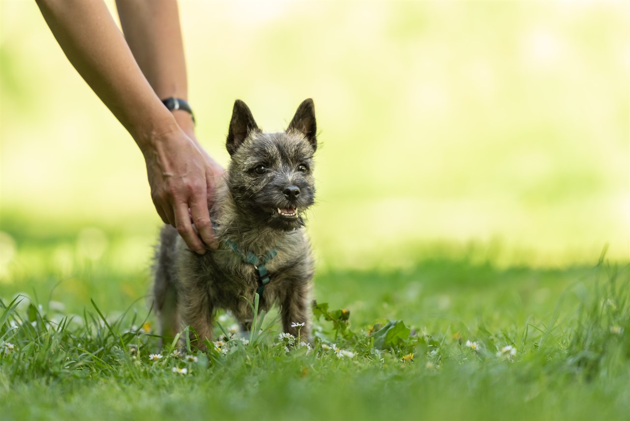 Cairn Terrier Puppy standing in green grass enjoying outdoor