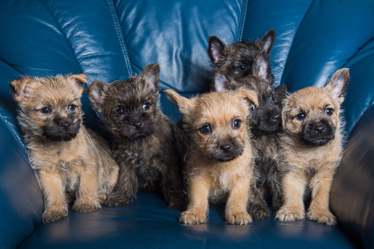 Five Cairn Terrier Puppy standing on blue leather couch