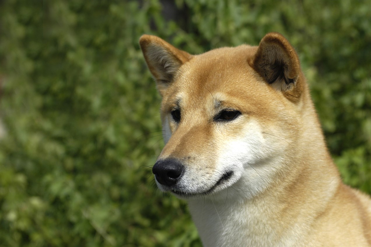 Close up view of Canaan Dog