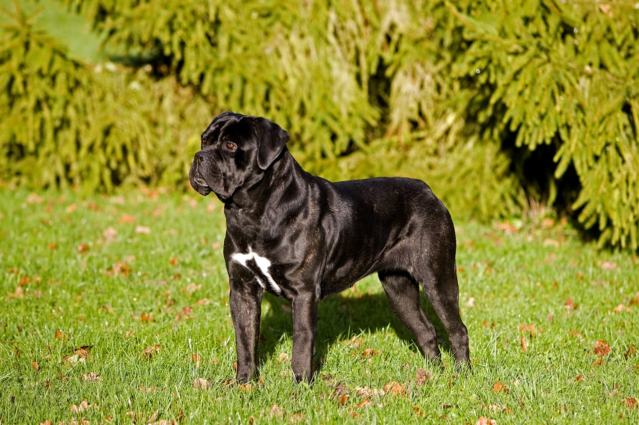 Cane Corso Dog standing outdoor on sunny day