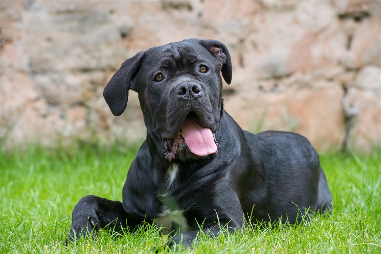 Cane Corso Dog sitting on green grass infront of brick wall