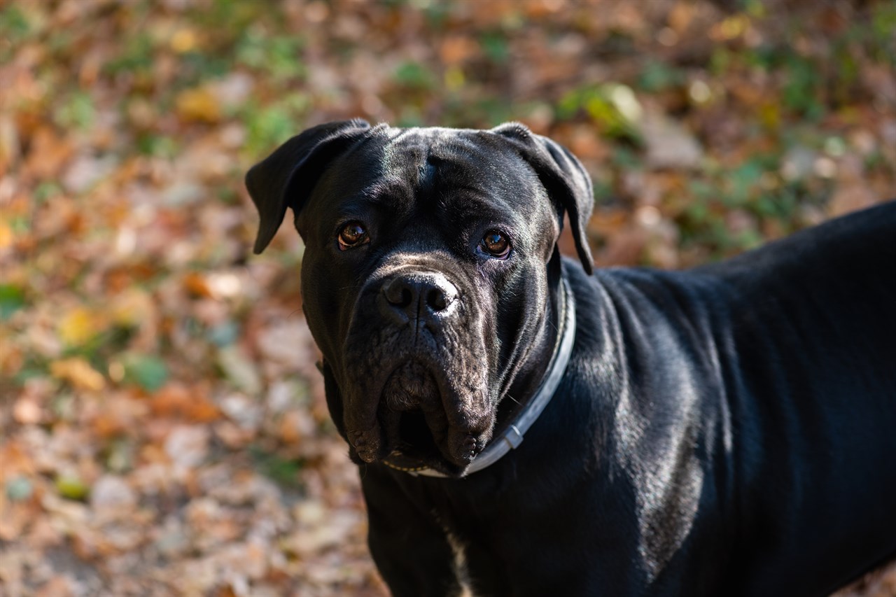 Black Cane Corso Dog looking towards camera outdoor