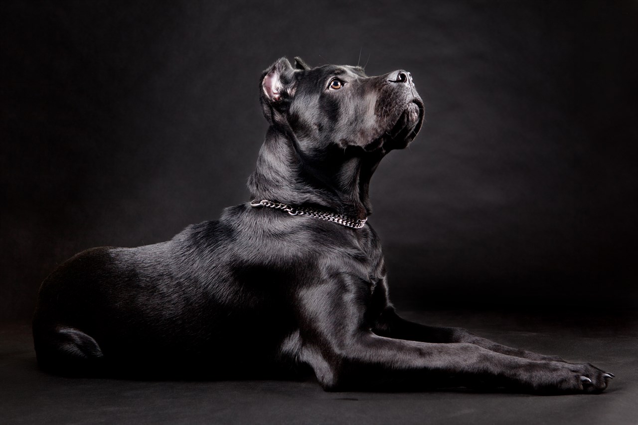 Aesthetic photo of black Cane Corso Dog