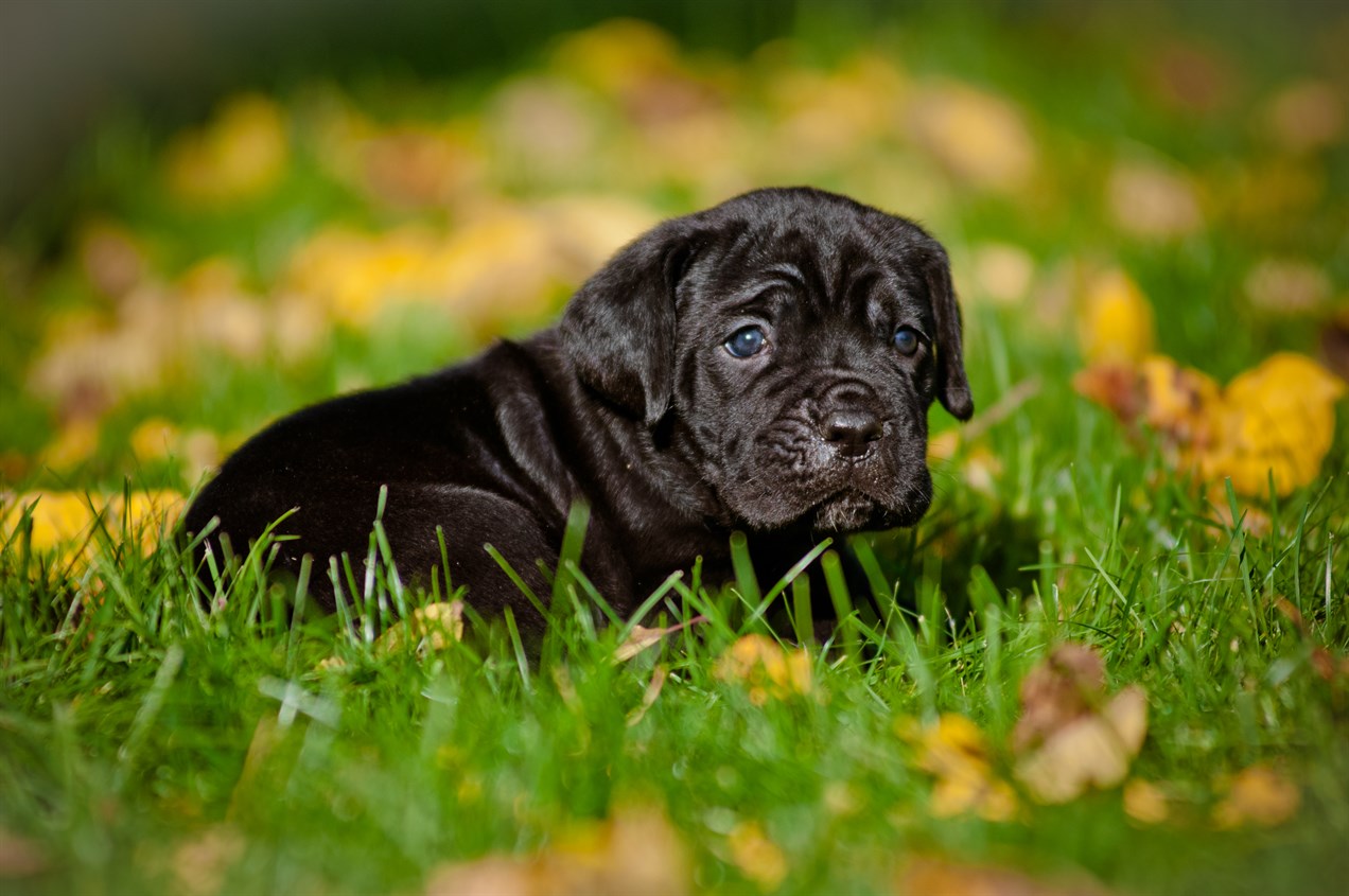 Cane Corso Puppy sitting on green grass covered with dry leaves