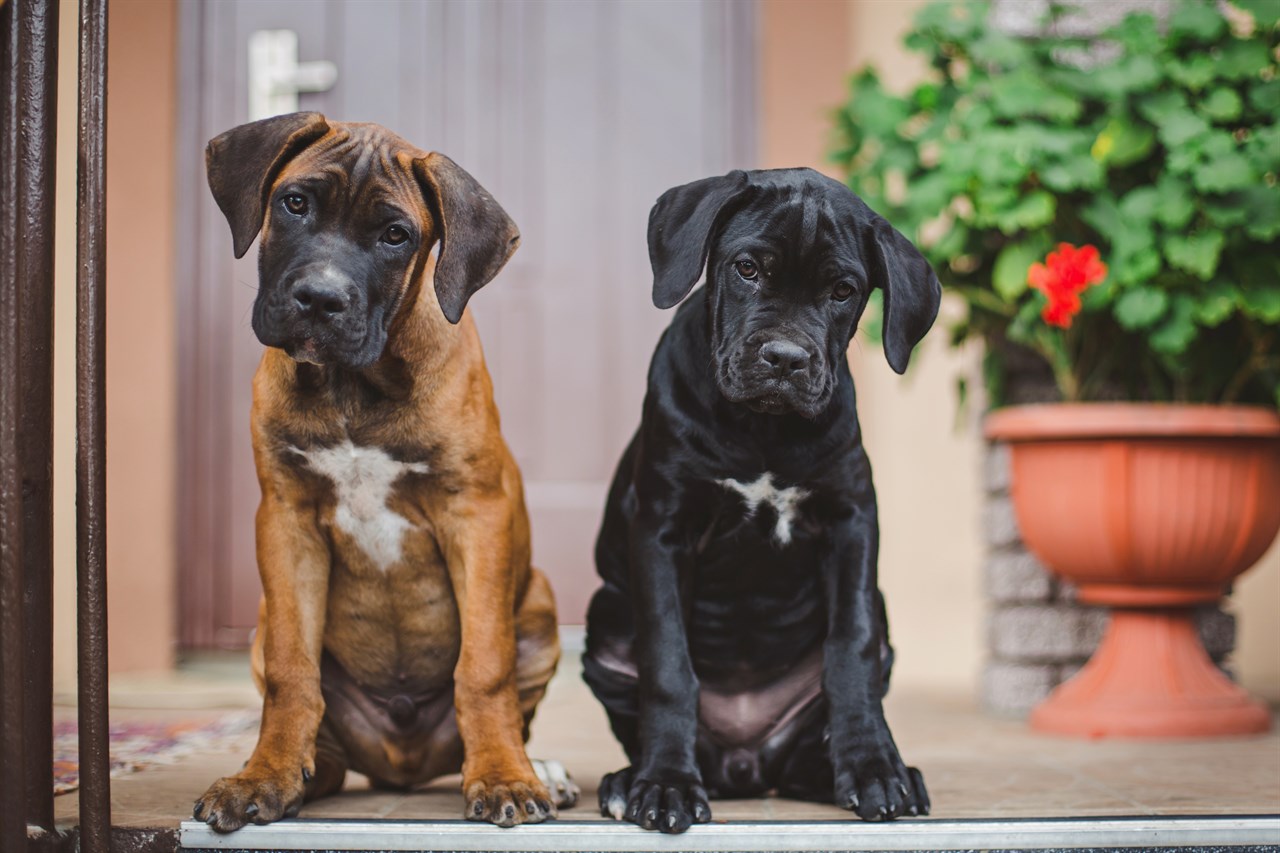 Two Cane Corso Puppy standing on the edge of house porch