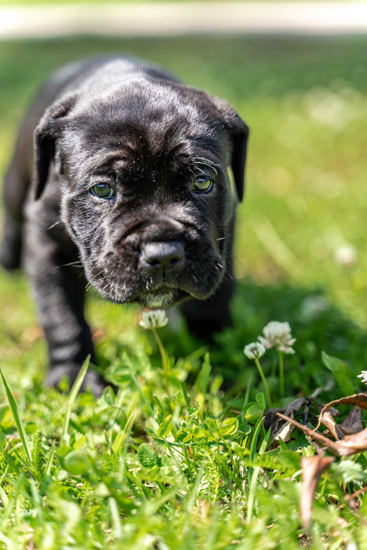 Adorable Cane Corso Puppy standing outdoor looking towards camera