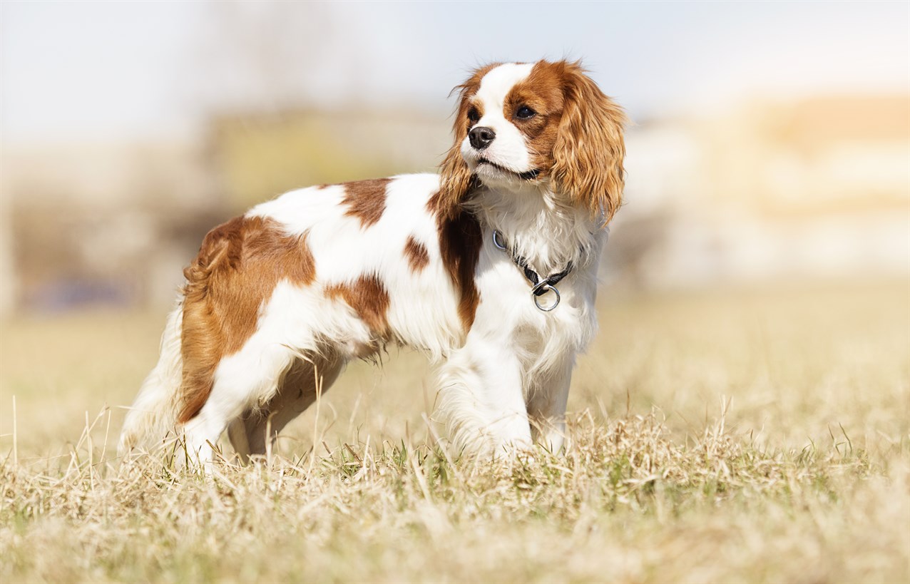 Cavalier King Charles Spaniel standing on dry grass field