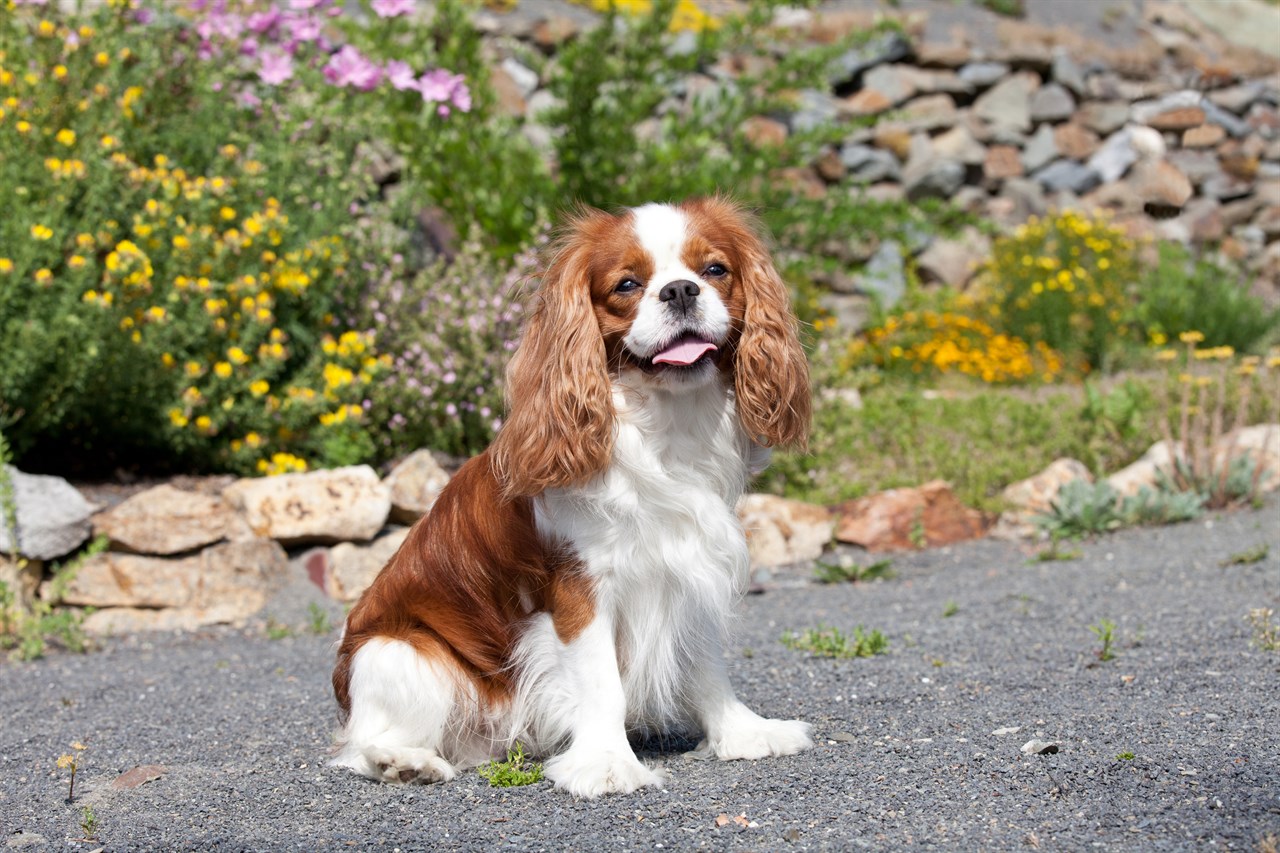 Cavalier King Charles Spaniel smiling at camera near flower garden